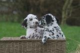 DALMATIEN 500